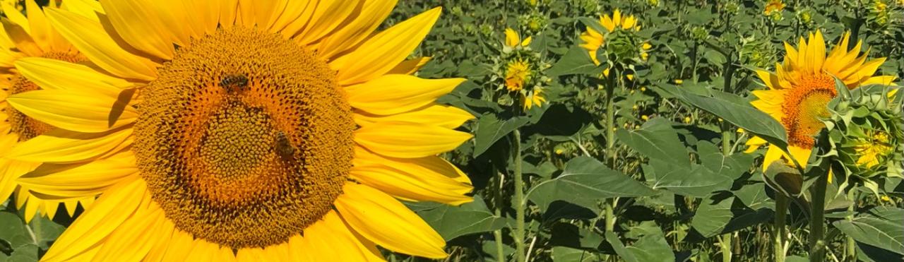 GIRASOLI A FARIGLIANO