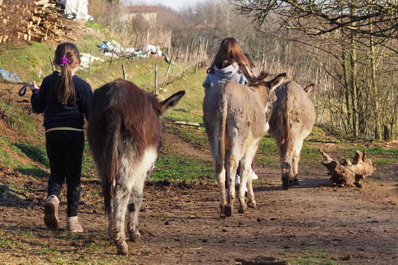 Lenta...mente: passeggiare a passo d'asino