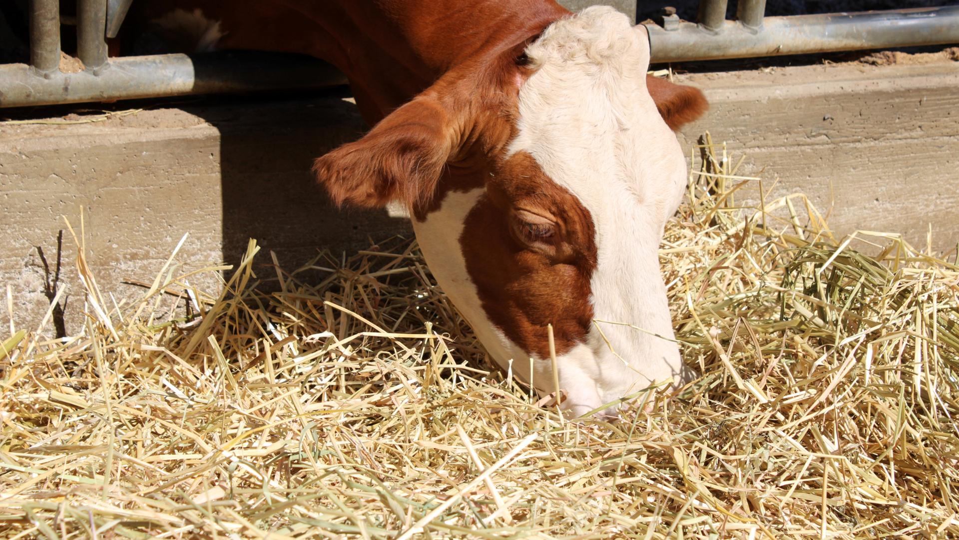Mucche podoliche Sila