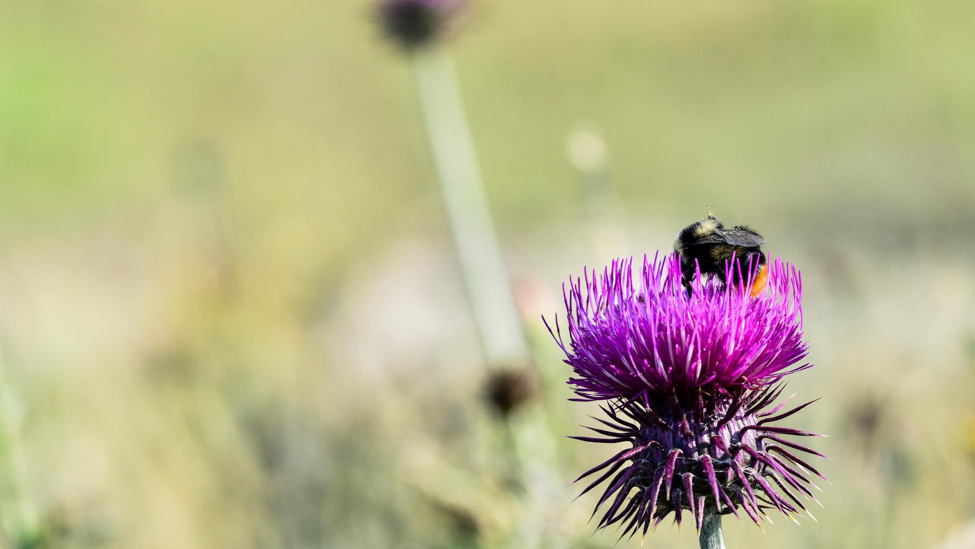 Trekking e natura Sila