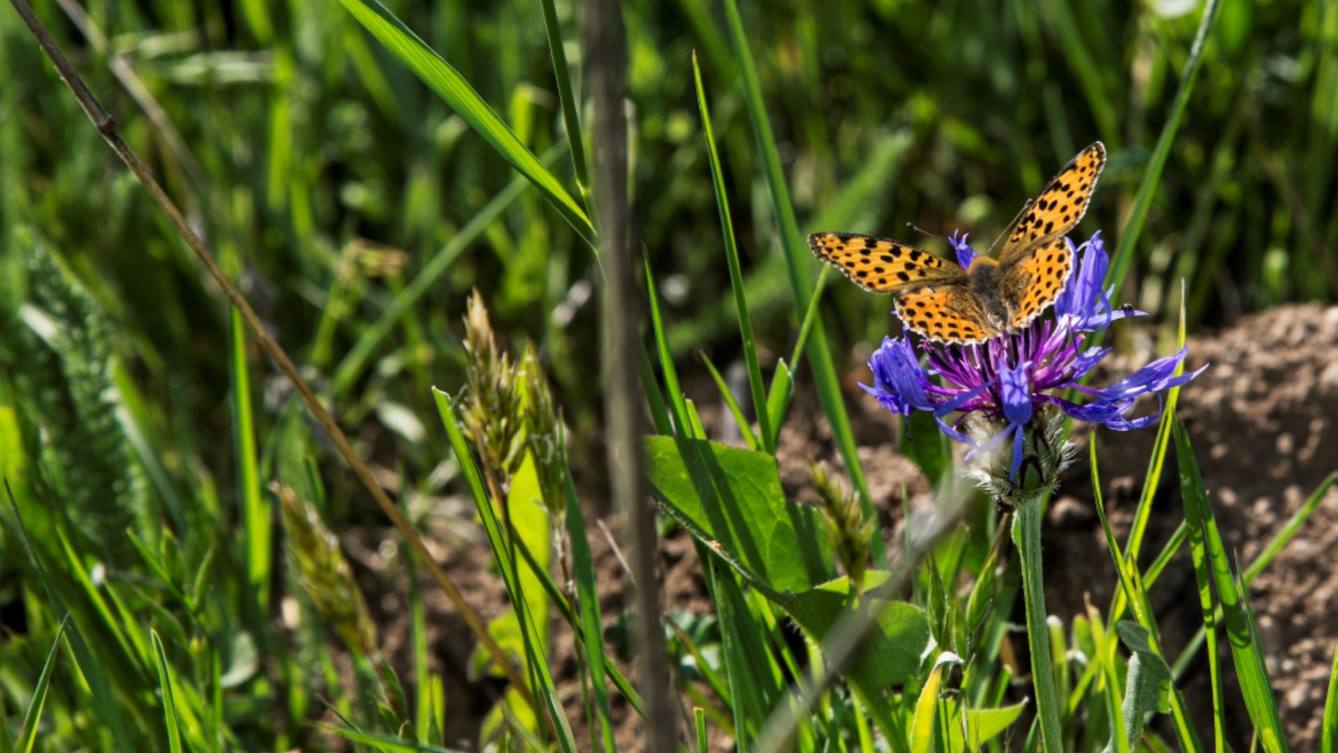 Trekking e natura Sila