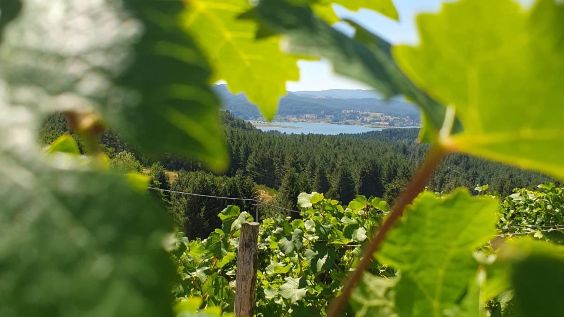 Vigneto più alto d'Europa Sila