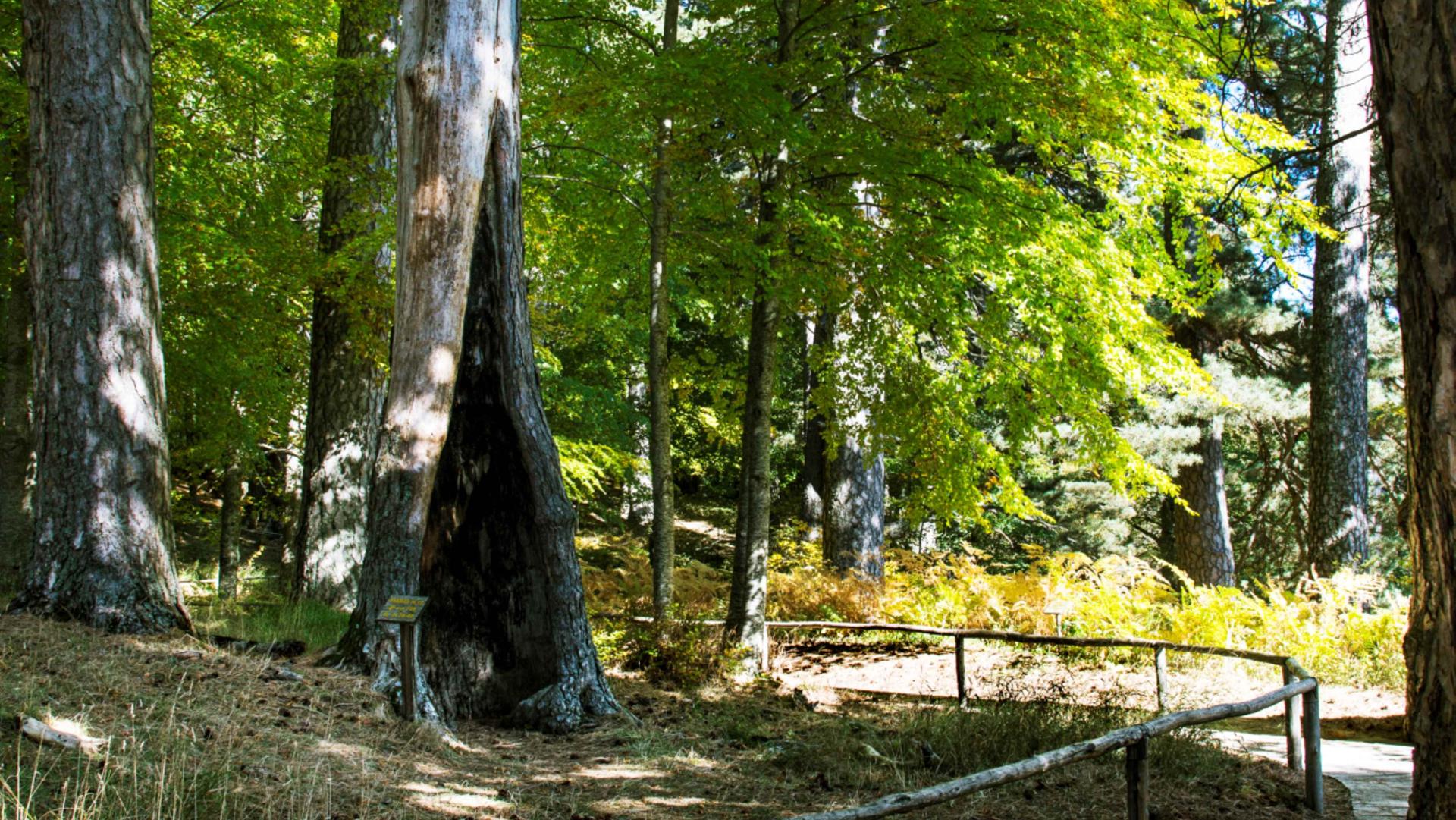 Riserva Giganti della Sila