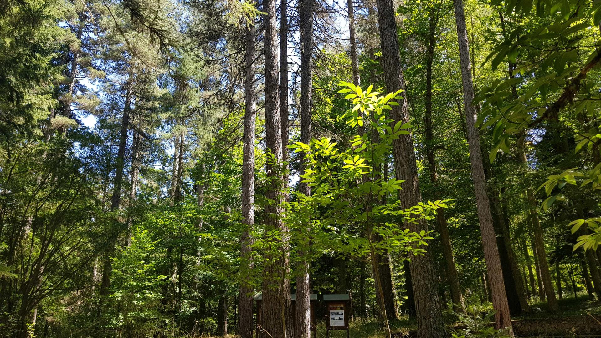 Arboreto del Parco