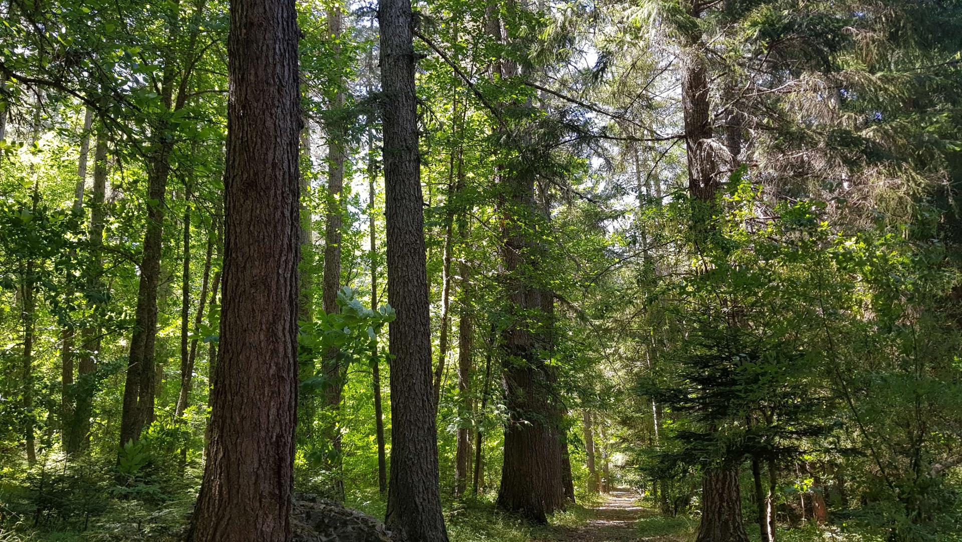 Arboreto del Parco