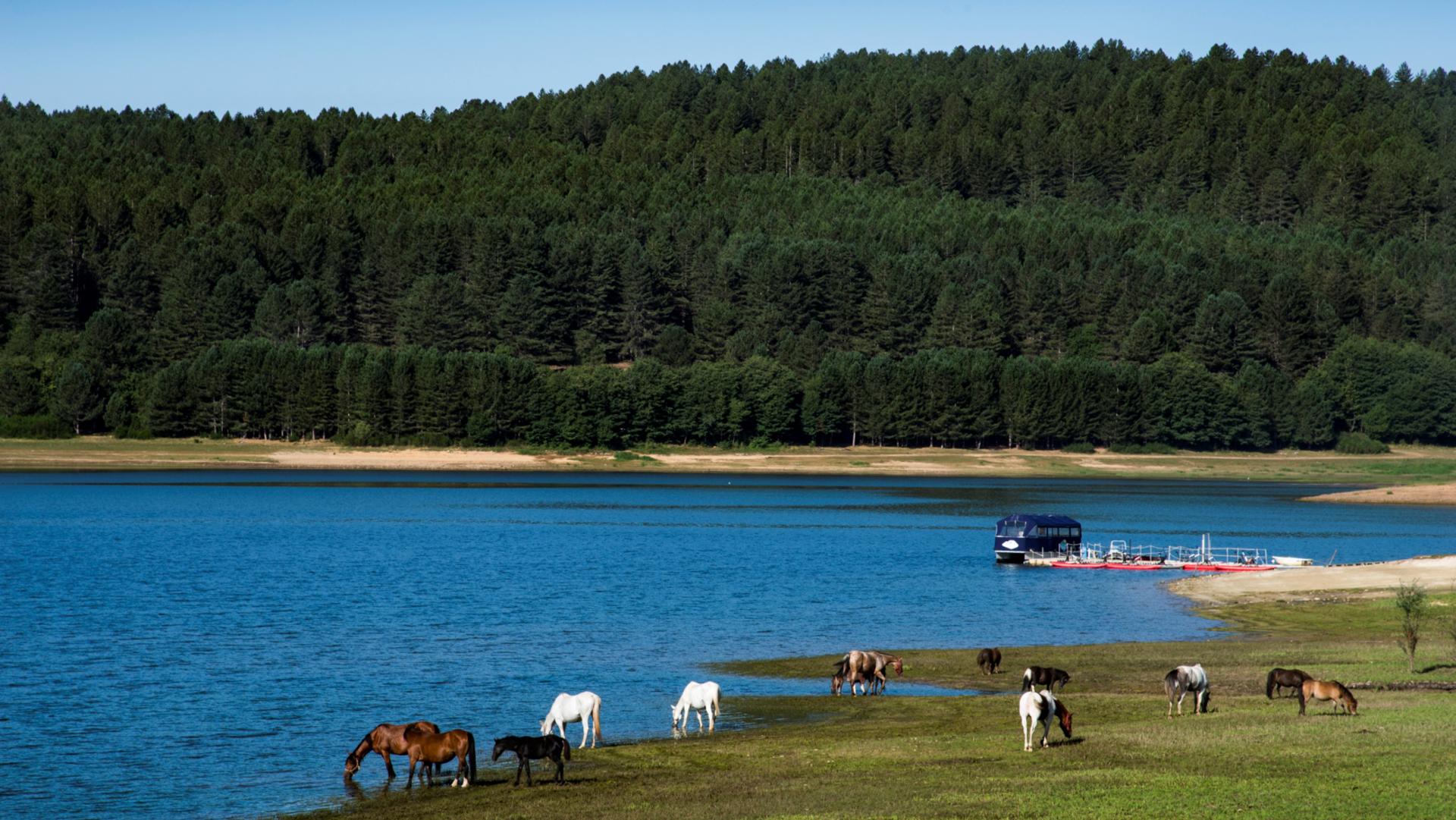 Cavalli Lago Arvo