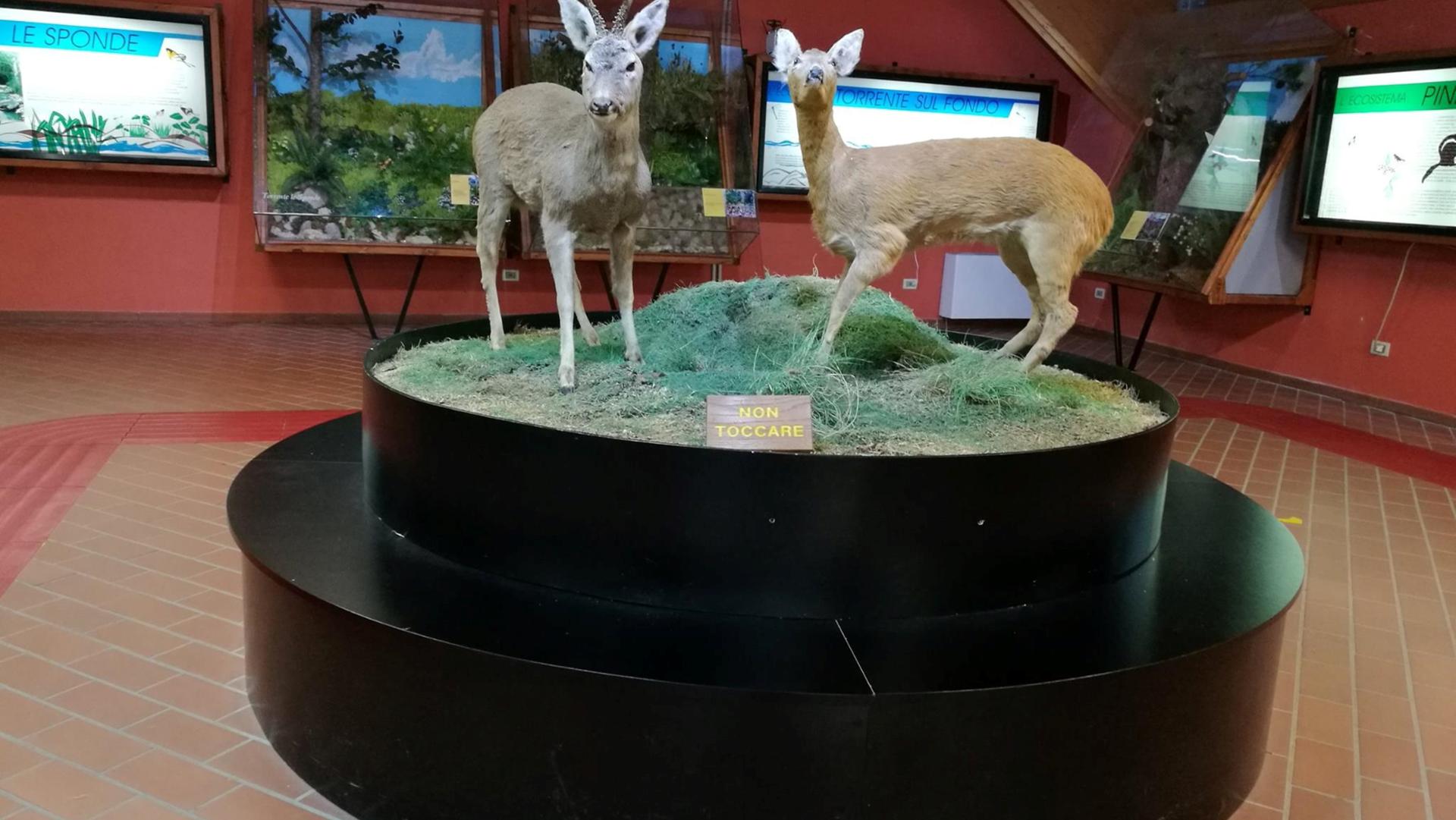 Museo Centro Visite Cupone