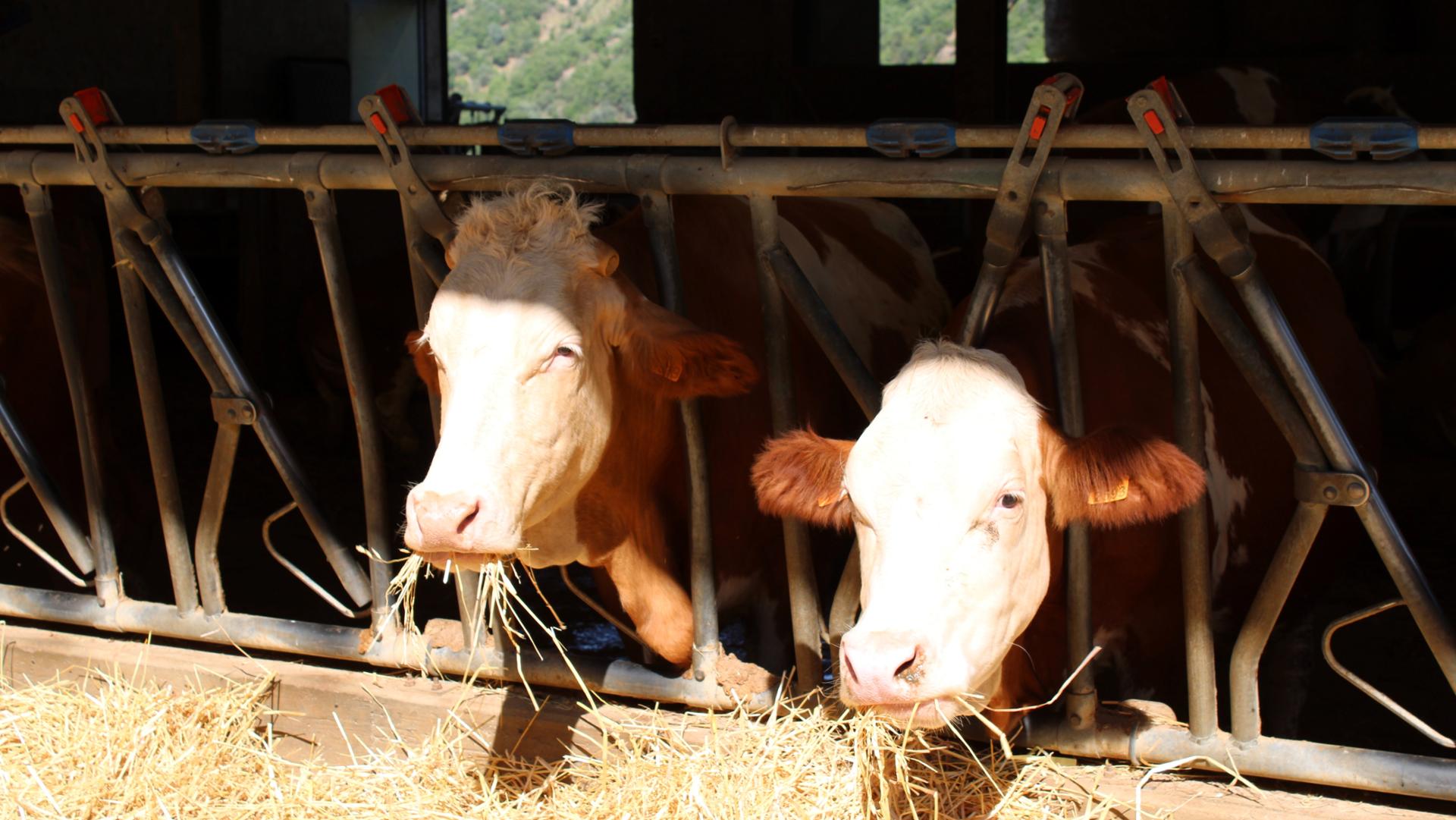 Fattoria didattica in Sila