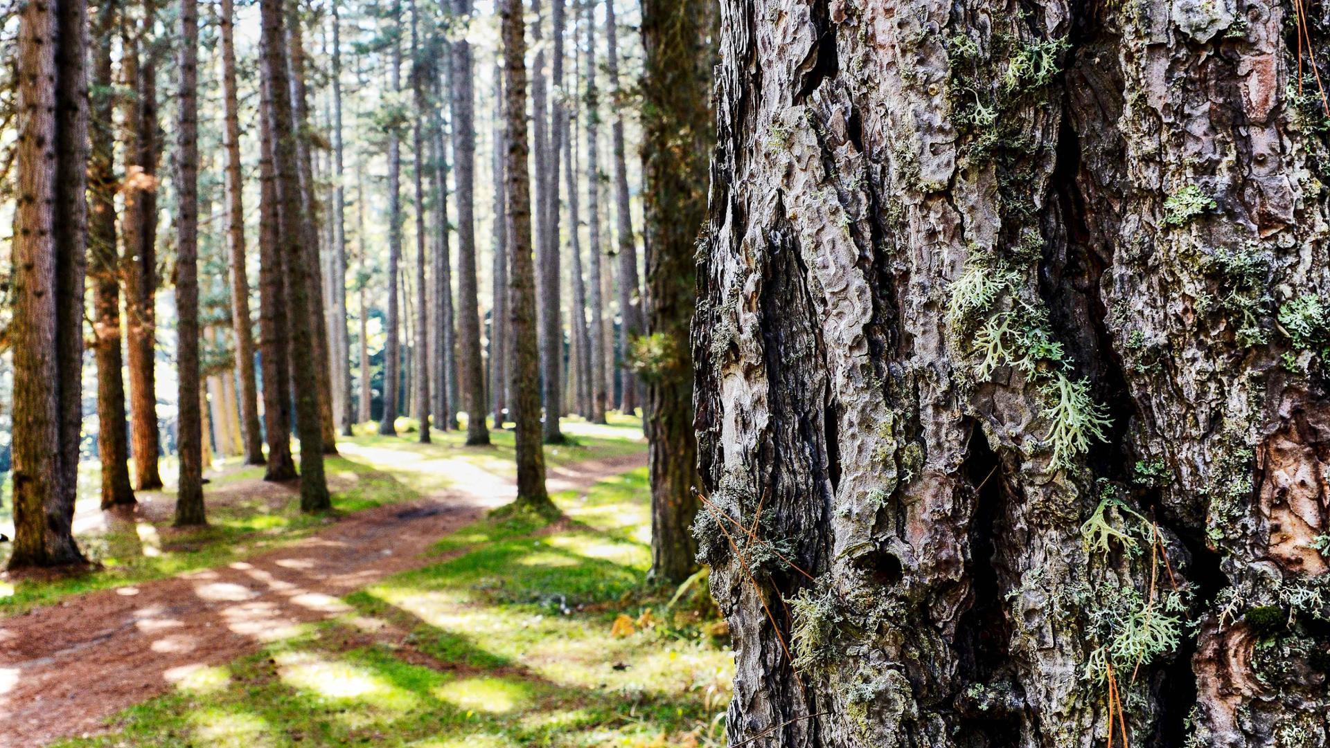Natura Parco Nazionale della Sila