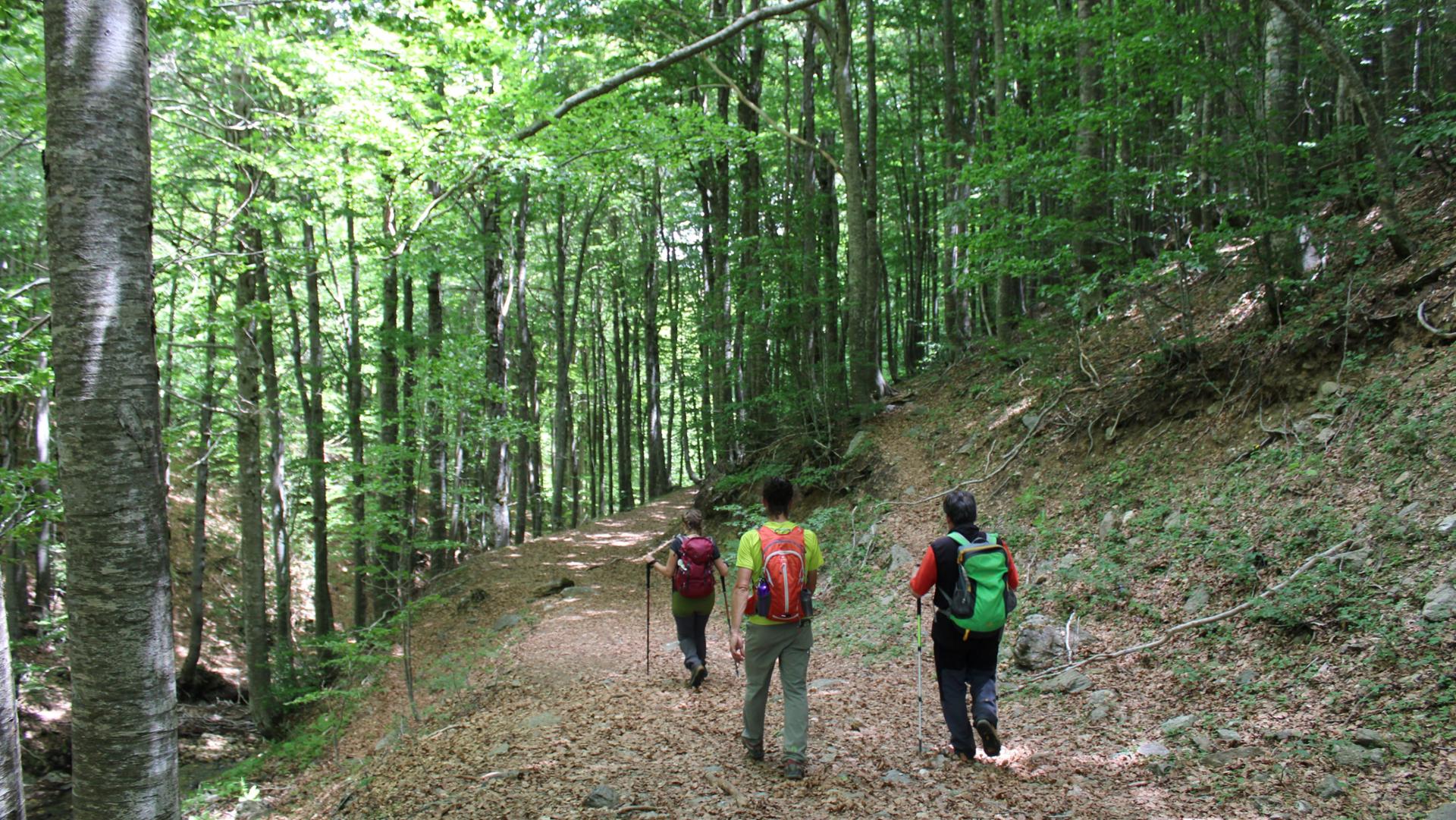 Sentiero di trekking nel Parco Nazionale della Sila