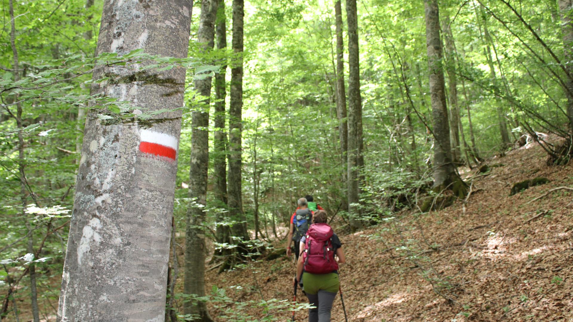 Trekking nel Parco Nazionale della Sila