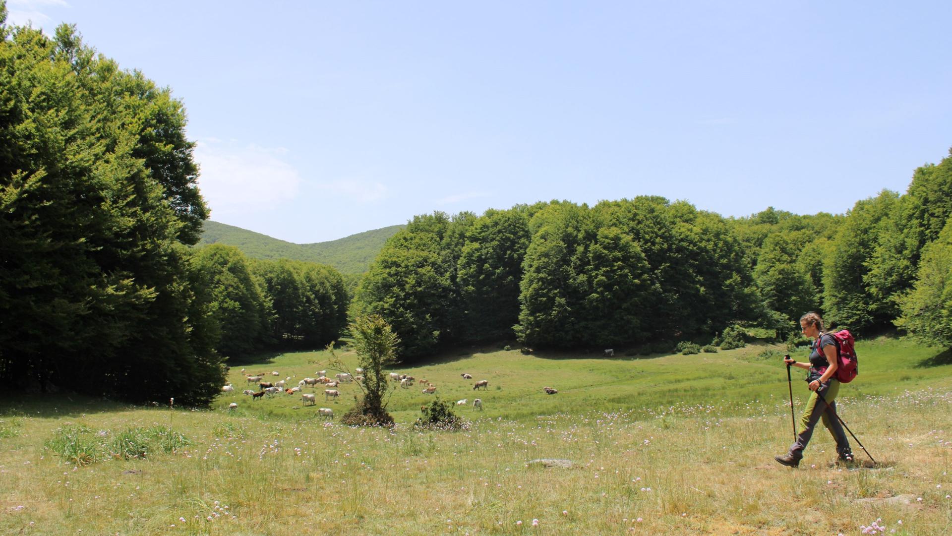 Trekking nel Parco Nazionale della Sila