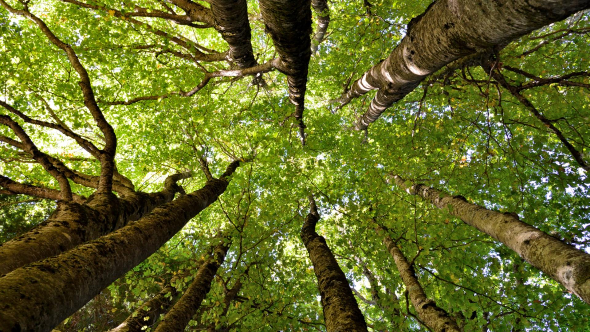 Natura nel Parco Nazionale della Sila