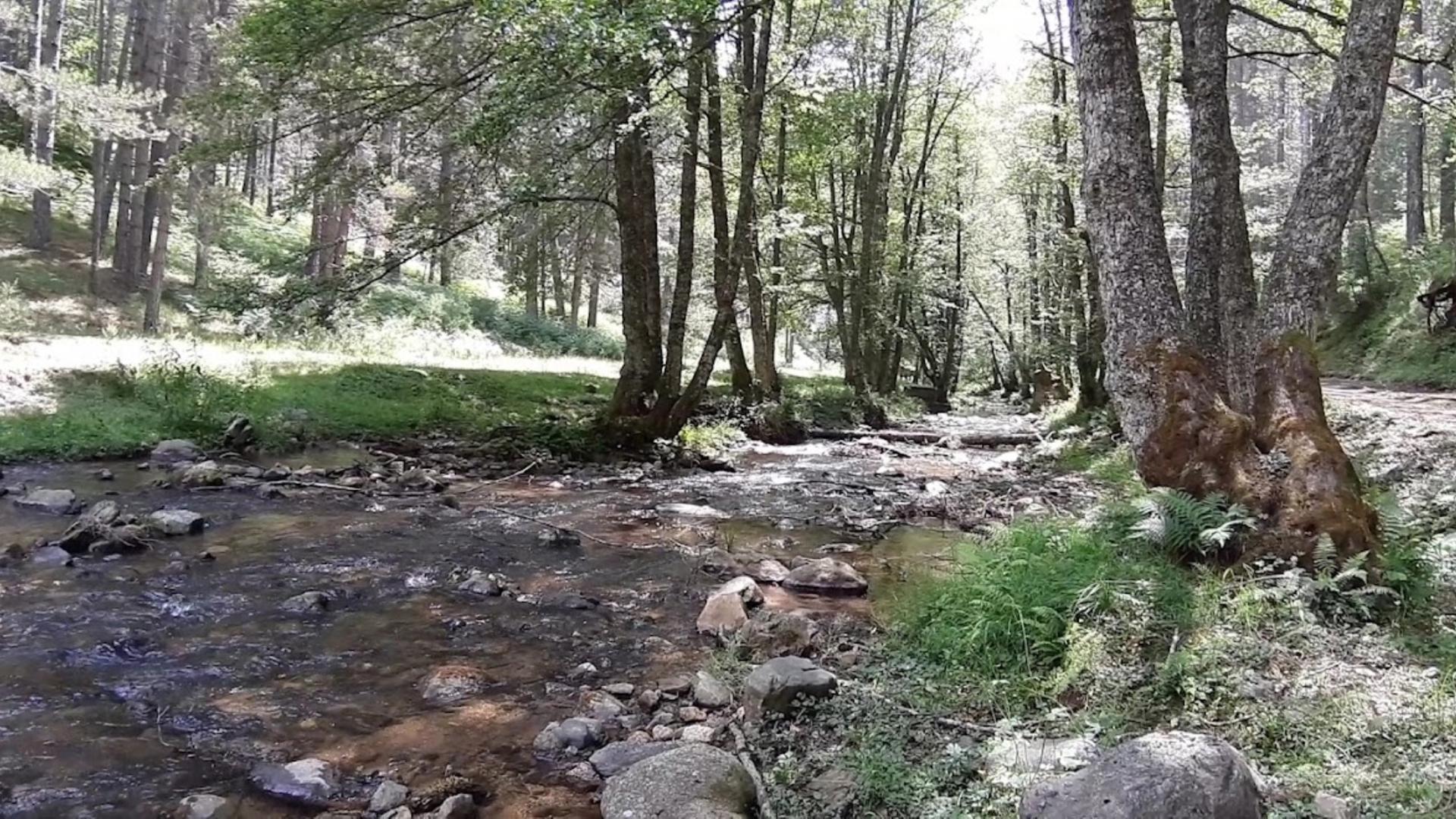 Riserva Biogenetica Poverella Parco Nazionale della Sila Villaggio Mancuso