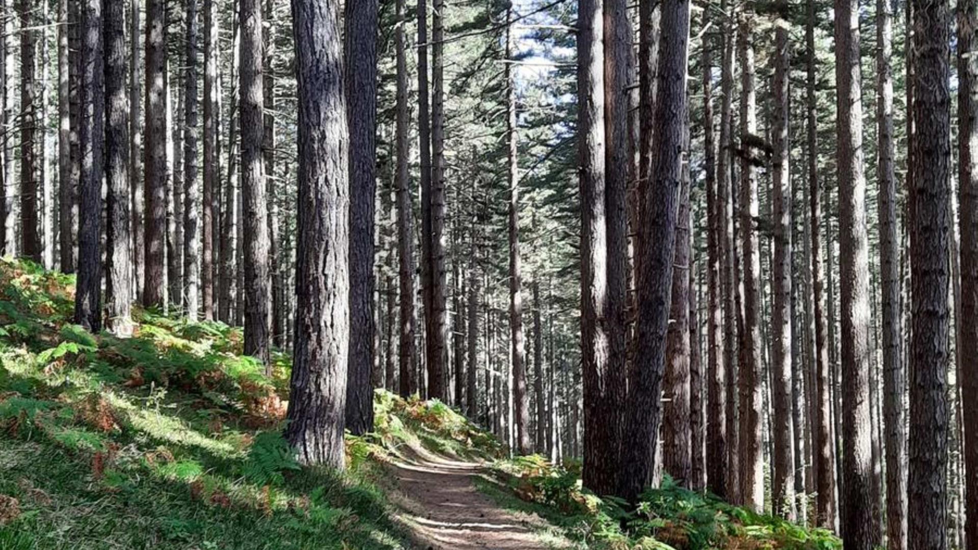 Riserva Biogenetica Poverella Parco Nazionale della Sila Villaggio Mancuso