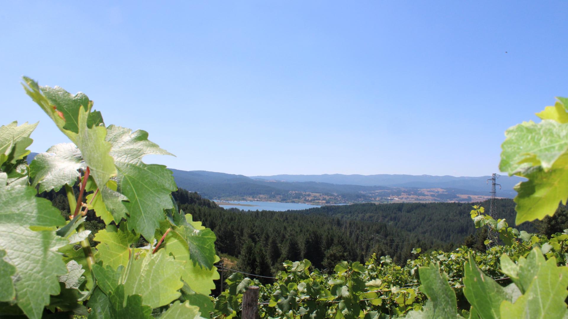 Vigneto più alto d'Europa Cava di Melis