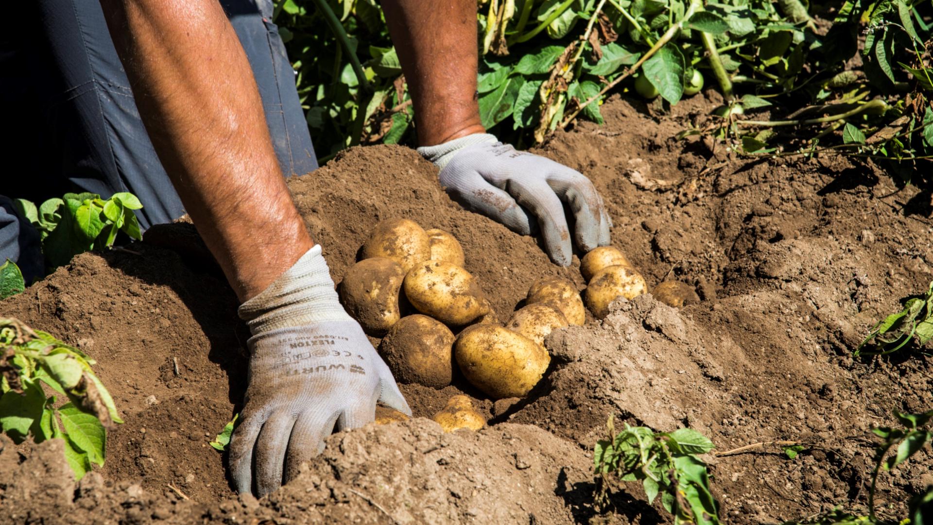 Sagra della Patata 2025 Lagarò Lupinacci