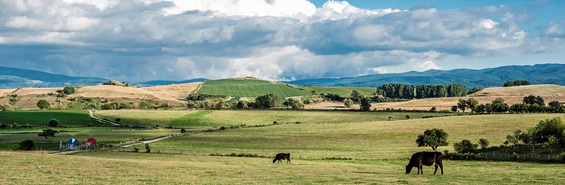 Panorama mucche podoliche Sila