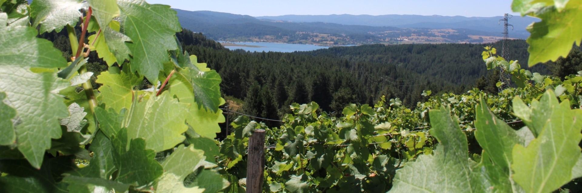 Lago Cecita e Vigneto più alto d'Europa Cava di Melis