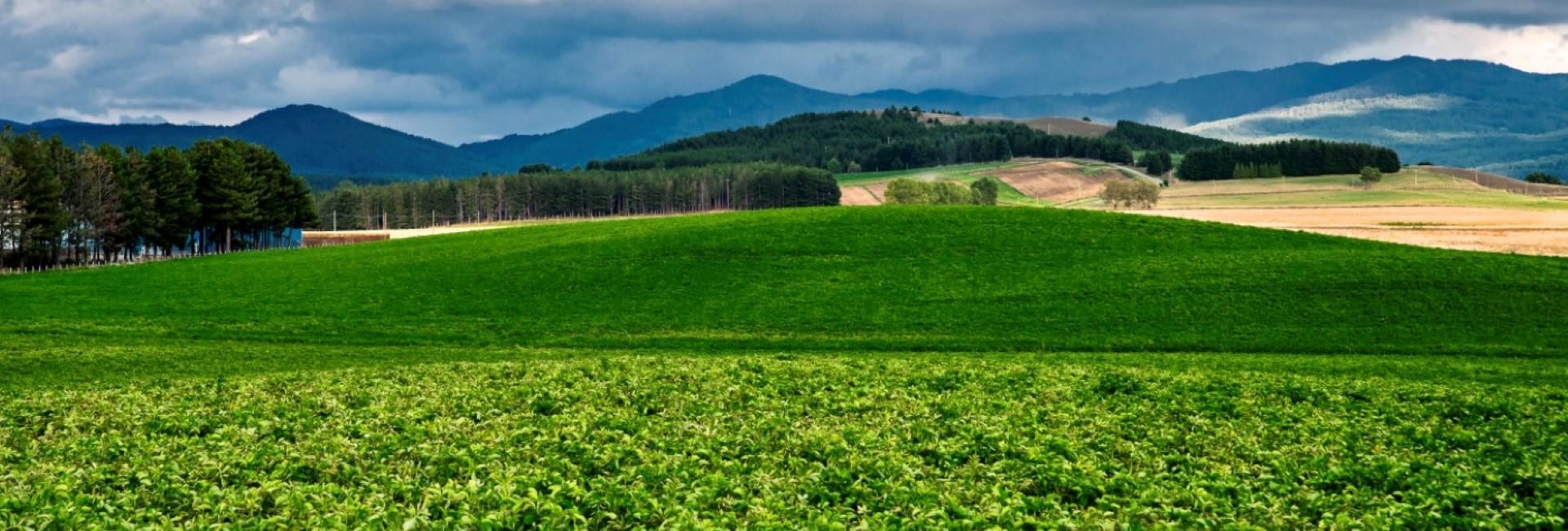 Sagra della Patata 2025 Lagarò Lupinacci