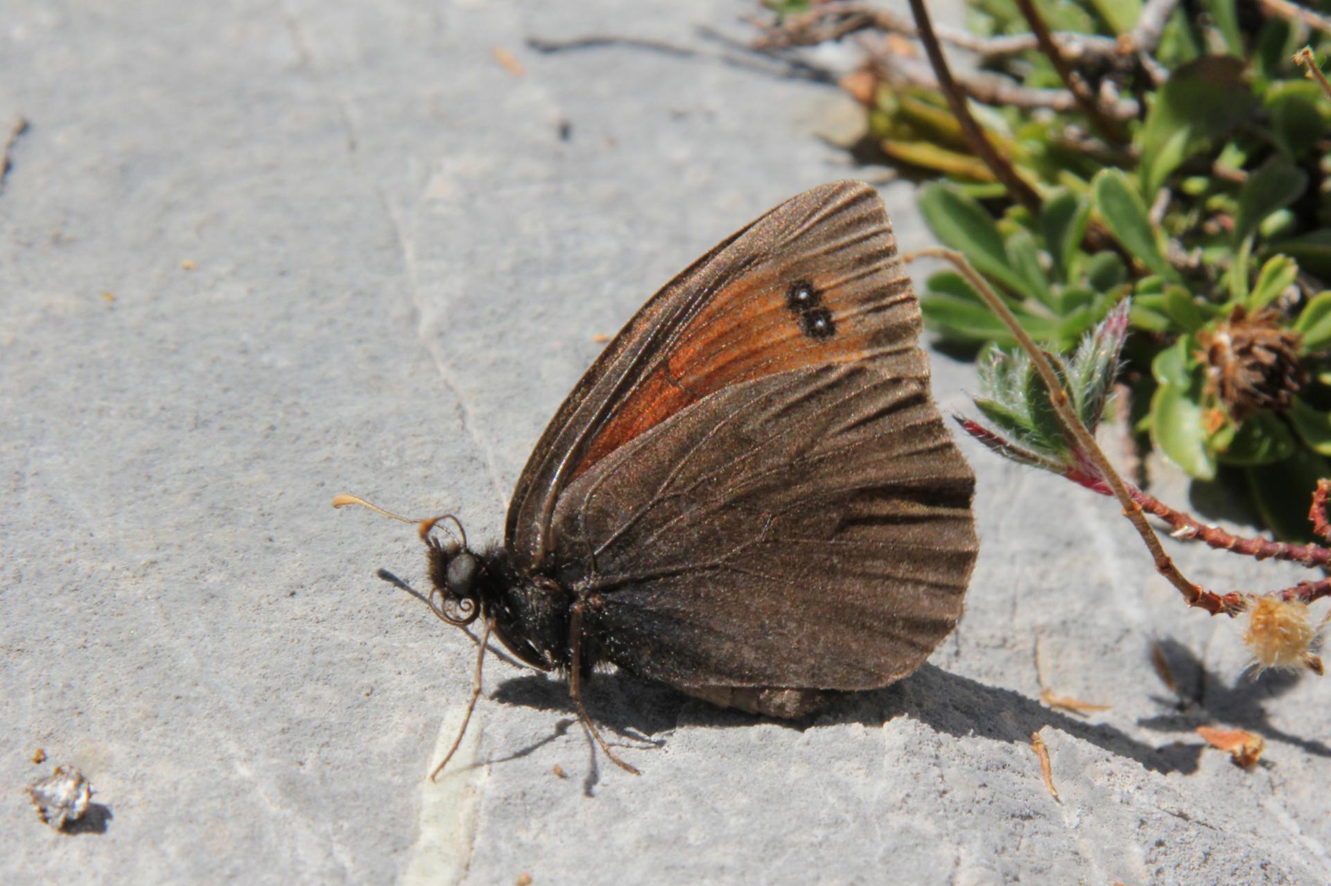 Erebia scipio