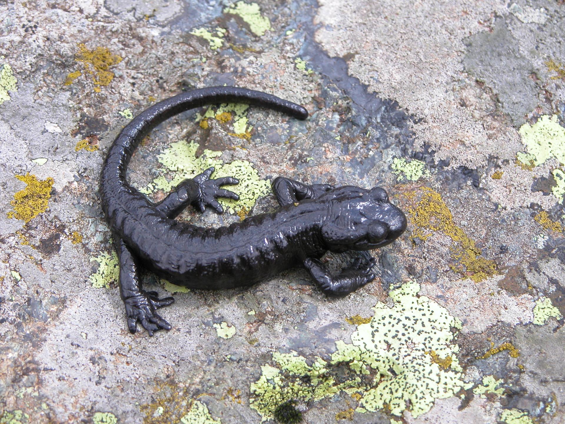 Salamandra di Lanza