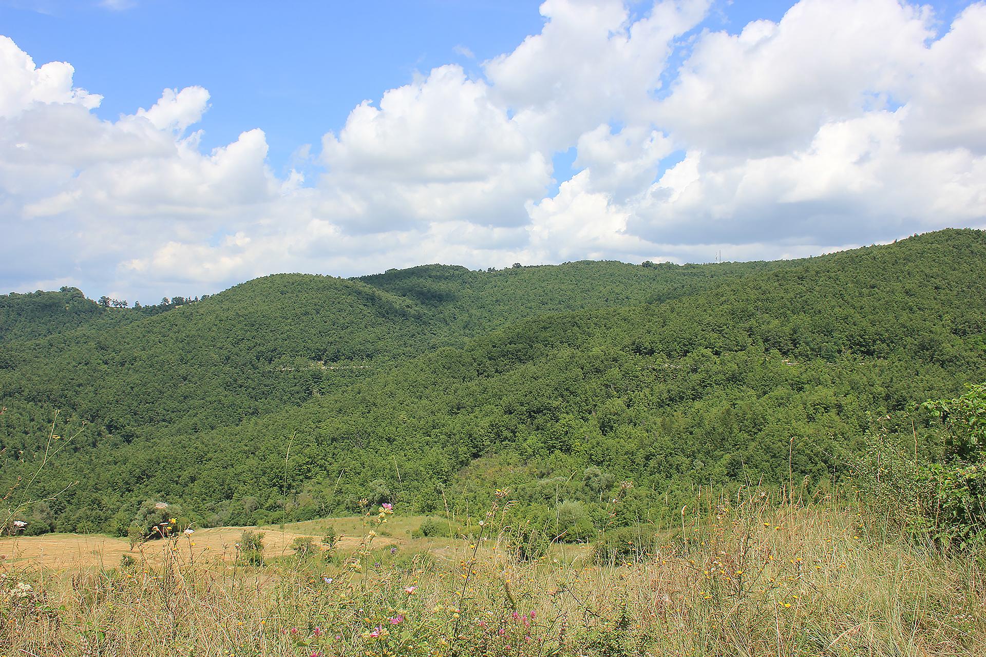 Bosco Sant'Angelo Limosano - San Biase