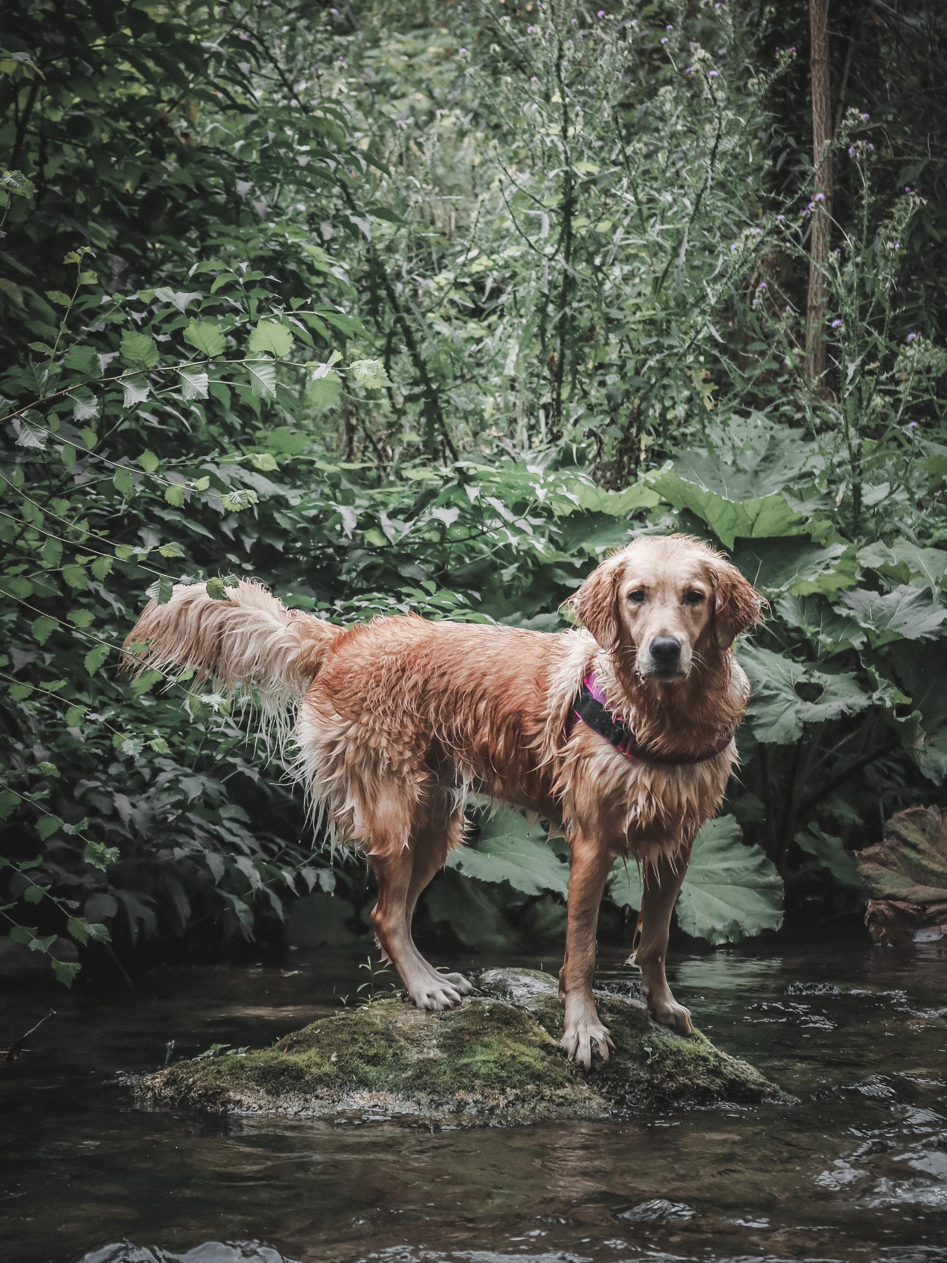 RIVERTREKKING