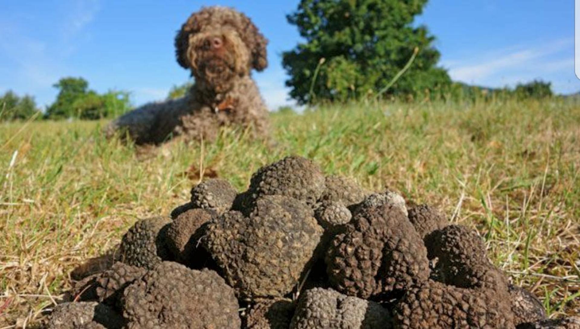 Trufflexperience by Di Iorio tartufi