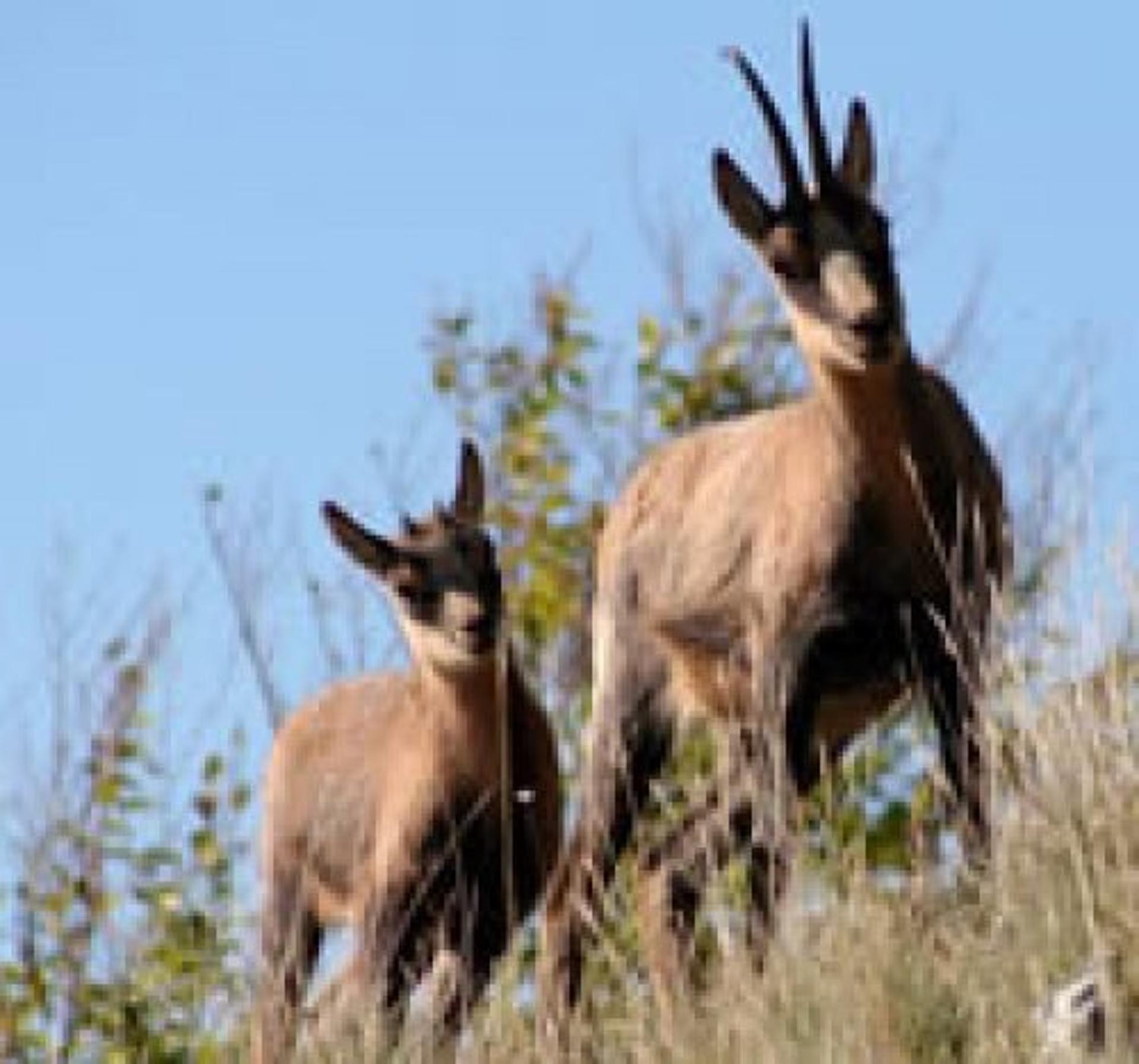 Parco Nazionale d'Abruzzo, Lazio e Molise