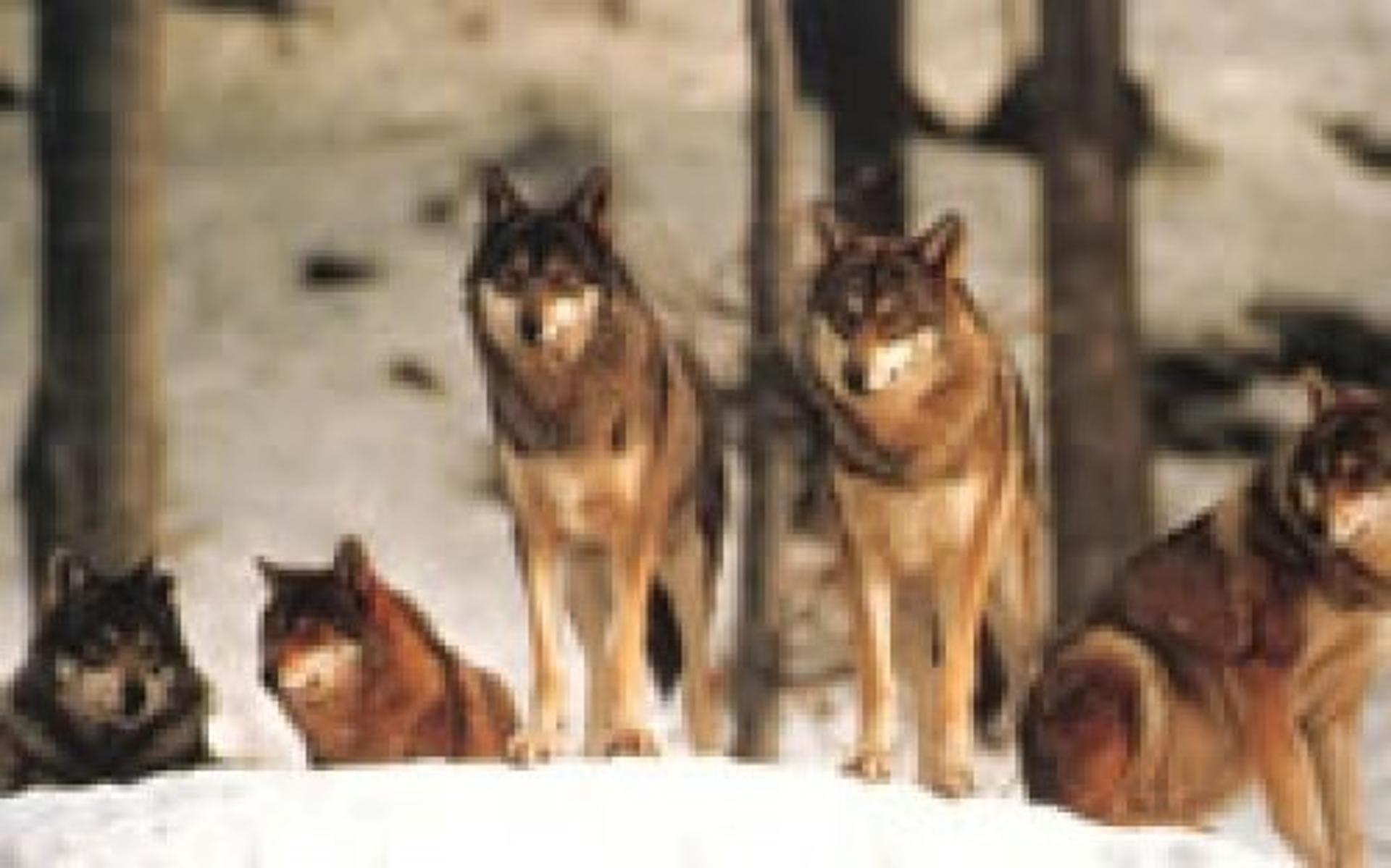 Parco Nazionale d'Abruzzo, Lazio e Molise