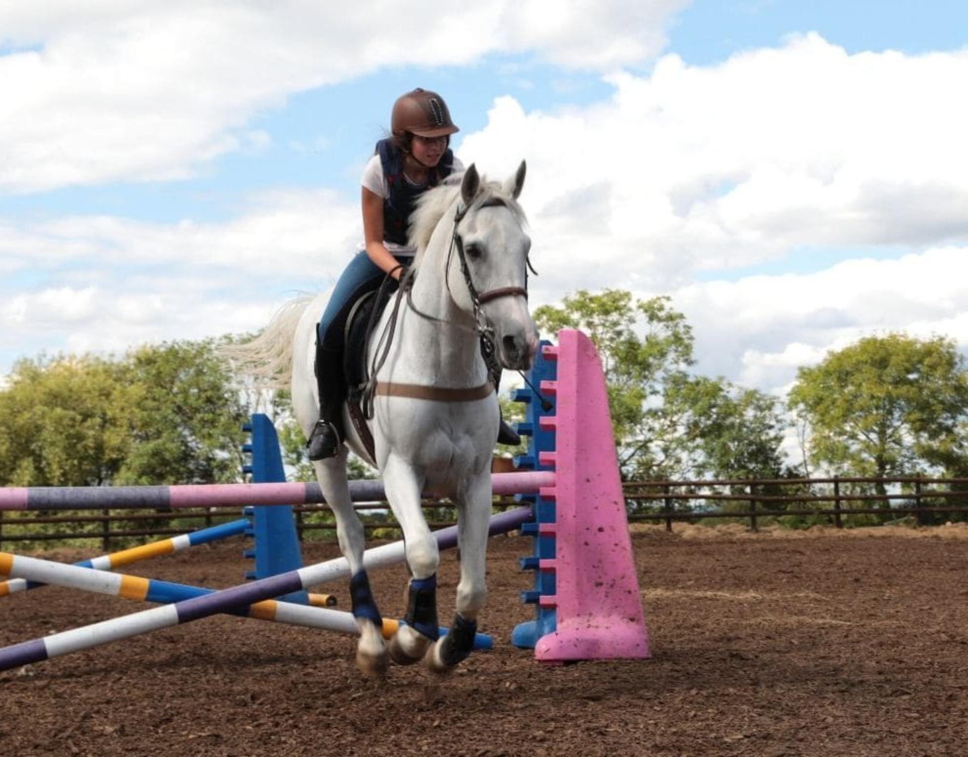 Horse-13-992x776.jpg