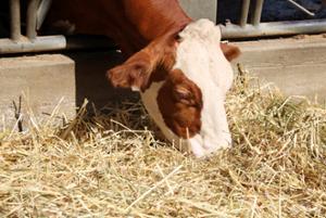 Mucche podoliche Sila