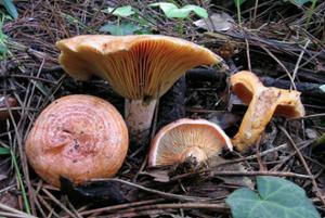 Sanguinaccio Sila