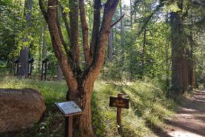 Arboreto del Parco