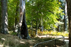 Riserva Giganti della Sila