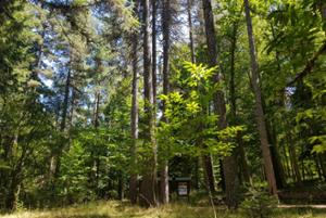 Arboreto del Parco