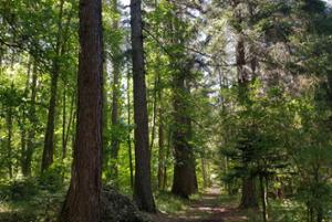 Arboreto del Parco