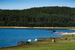 Cavalli Lago Arvo