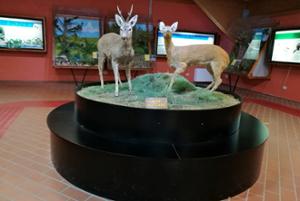 Museo Centro Visite Cupone