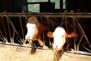 Fattoria didattica in Sila