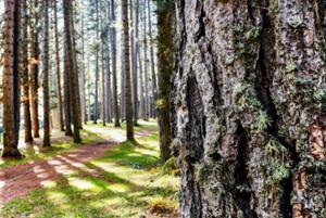 Natura Parco Nazionale della Sila