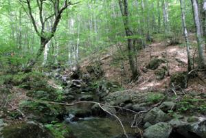 Natura Parco Nazionale della Sila