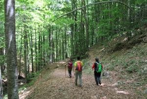 Sentiero di trekking nel Parco Nazionale della Sila