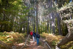Riserva dei Giganti della Sila Camigliatello Silano