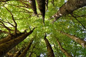 Natura nel Parco Nazionale della Sila