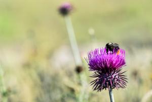 Biodiversità nel Parco Nazionale della Sila