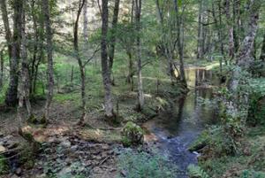 Riserva Biogenetica Poverella Parco Nazionale della Sila Villaggio Mancuso