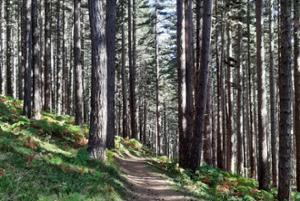 Riserva Biogenetica Poverella Parco Nazionale della Sila Villaggio Mancuso