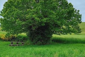 Castagno San Francesco Parco Nazionale della Sila
